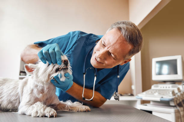 Best Emergency Dental Services for Seniors in Nowata, OK